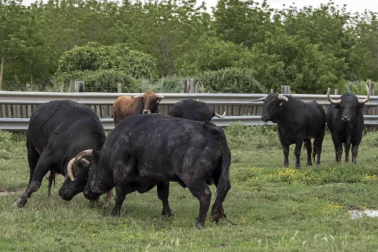 José Antonio Baigorri, ganadero de Pincha, relata su aventura con el toro bravo con la mente puesta en su debut en la novillada de San Fermín: “Estamos viviendo algo único"