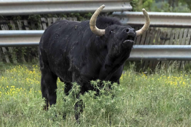 José Antonio Baigorri, ganadero de Pincha, relata su aventura con el toro bravo con la mente puesta en su debut en la novillada de San Fermín: “Estamos viviendo algo único"