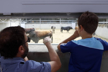 Los corralillos del Gas se llenan de curiosos que se acercan para ver a los toros que estos Sanfermines 2018 correrán los encierros para después ser toreados en la Meca de Pamplona