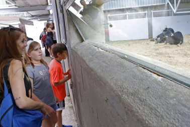 Los corralillos del Gas se llenan de curiosos que se acercan para ver a los toros que estos Sanfermines 2018 correrán los encierros para después ser toreados en la Meca de Pamplona