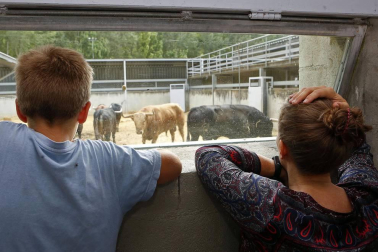 Los corralillos del Gas se llenan de curiosos que se acercan para ver a los toros que estos Sanfermines 2018 correrán los encierros para después ser toreados en la Meca de Pamplona