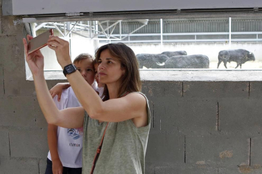 Los corralillos del Gas se llenan de curiosos que se acercan para ver a los toros que estos Sanfermines 2018 correrán los encierros para después ser toreados en la Meca de Pamplona