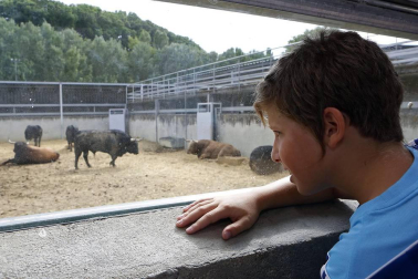 Los corralillos del Gas se llenan de curiosos que se acercan para ver a los toros que estos Sanfermines 2018 correrán los encierros para después ser toreados en la Meca de Pamplona