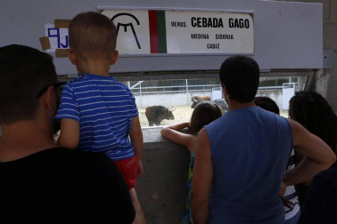 Los corralillos del Gas se llenan de curiosos que se acercan para ver a los toros que estos Sanfermines 2018 correrán los encierros para después ser toreados en la Meca de Pamplona