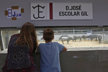 Los corralillos del Gas se llenan de curiosos que se acercan para ver a los toros que estos Sanfermines 2018 correrán los encierros para después ser toreados en la Meca de Pamplona