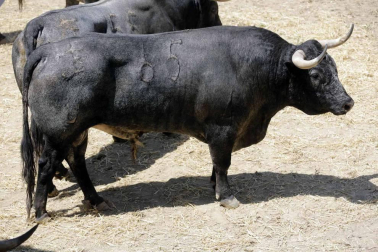 Ureña y Román cortaron las primeras orejas de la feria y Garrido resulto corneado al entrar a matar