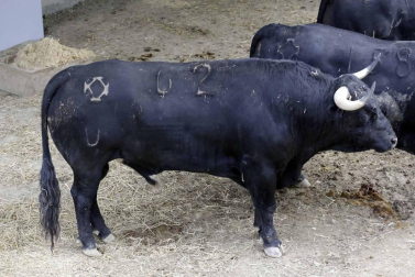 Ureña y Román cortaron las primeras orejas de la feria y Garrido resulto corneado al entrar a matar
