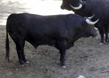Ureña y Román cortaron las primeras orejas de la feria y Garrido resulto corneado al entrar a matar