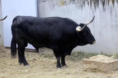 Ureña y Román cortaron las primeras orejas de la feria y Garrido resulto corneado al entrar a matar