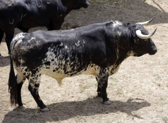 Ureña y Román cortaron las primeras orejas de la feria y Garrido resulto corneado al entrar a matar