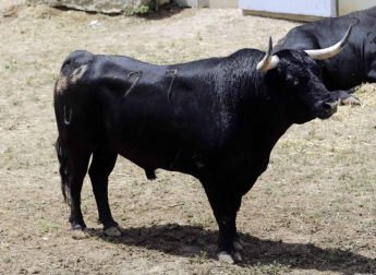 Ureña y Román cortaron las primeras orejas de la feria y Garrido resulto corneado al entrar a matar