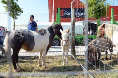 Una parcela municipal en el polígono de Agustinos ha vuelto a acoger la feria el 7 de julio, desde las 7 y hasta las 15 horas. 56 ganaderos han participado en la edición de 2018 de la feria de ganado equino de San Fermín con la presencia de más de 500 animales.