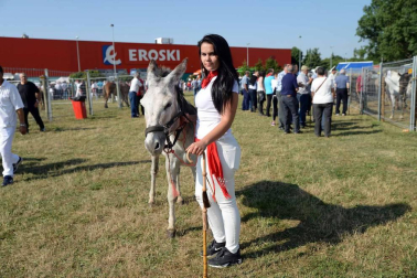 Una parcela municipal en el polígono de Agustinos ha vuelto a acoger la feria el 7 de julio, desde las 7 y hasta las 15 horas. 56 ganaderos han participado en la edición de 2018 de la feria de ganado equino de San Fermín con la presencia de más de 500 animales.