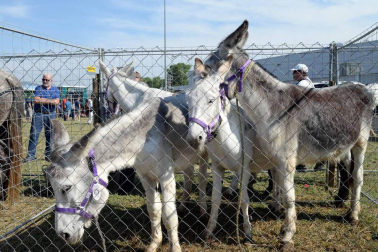 Una parcela municipal en el polígono de Agustinos ha vuelto a acoger la feria el 7 de julio, desde las 7 y hasta las 15 horas. 56 ganaderos han participado en la edición de 2018 de la feria de ganado equino de San Fermín con la presencia de más de 500 animales.