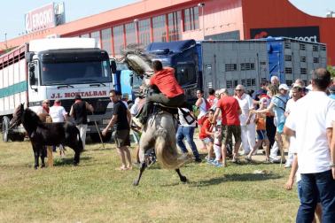 Una parcela municipal en el polígono de Agustinos ha vuelto a acoger la feria el 7 de julio, desde las 7 y hasta las 15 horas. 56 ganaderos han participado en la edición de 2018 de la feria de ganado equino de San Fermín con la presencia de más de 500 animales.