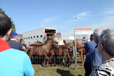 Una parcela municipal en el polígono de Agustinos ha vuelto a acoger la feria el 7 de julio, desde las 7 y hasta las 15 horas. 56 ganaderos han participado en la edición de 2018 de la feria de ganado equino de San Fermín con la presencia de más de 500 animales.