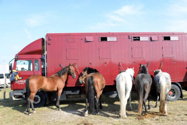 Una parcela municipal en el polígono de Agustinos ha vuelto a acoger la feria el 7 de julio, desde las 7 y hasta las 15 horas. 56 ganaderos han participado en la edición de 2018 de la feria de ganado equino de San Fermín con la presencia de más de 500 animales.