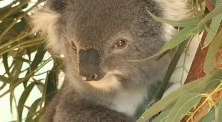 Koalas en peligro en una isla de Australia