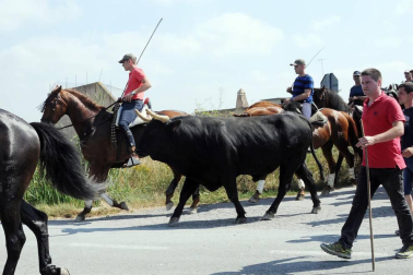 Larraga albergó el pasado fin de semana su ya tradicional Fiesta de la Vaca Brava, que este año cumple su decimoctava edición. Además de la exhibición de doma a caballo en la plaza, vecinos y turistas pudieron disfrutar por tercer año consecutivo de una espectacular trashumancia desde los campos de la villa hasta la plaza del consistorio y una degustación de cordero de denominación de origen navarro para los paladares más finos.