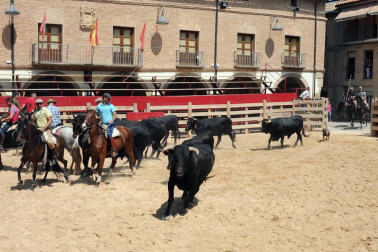 Larraga albergó el pasado fin de semana su ya tradicional Fiesta de la Vaca Brava, que este año cumple su decimoctava edición. Además de la exhibición de doma a caballo en la plaza, vecinos y turistas pudieron disfrutar por tercer año consecutivo de una espectacular trashumancia desde los campos de la villa hasta la plaza del consistorio y una degustación de cordero de denominación de origen navarro para los paladares más finos.