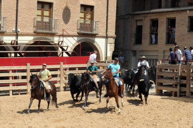 Larraga albergó el pasado fin de semana su ya tradicional Fiesta de la Vaca Brava, que este año cumple su decimoctava edición. Además de la exhibición de doma a caballo en la plaza, vecinos y turistas pudieron disfrutar por tercer año consecutivo de una espectacular trashumancia desde los campos de la villa hasta la plaza del consistorio y una degustación de cordero de denominación de origen navarro para los paladares más finos.