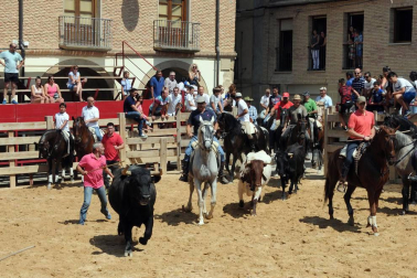 Larraga albergó el pasado fin de semana su ya tradicional Fiesta de la Vaca Brava, que este año cumple su decimoctava edición. Además de la exhibición de doma a caballo en la plaza, vecinos y turistas pudieron disfrutar por tercer año consecutivo de una espectacular trashumancia desde los campos de la villa hasta la plaza del consistorio y una degustación de cordero de denominación de origen navarro para los paladares más finos.