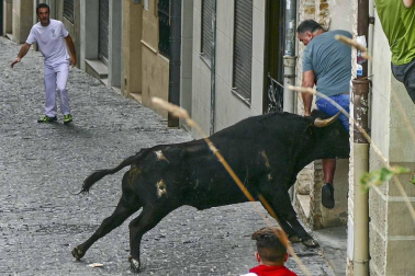 Un mozo ha sido corneado por un novillo que se ha dado la vuelta en el cuarto encierro de las fiestas de Estella