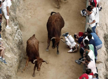 Las vacas de la ganadería Manolo Merino, de Marcilla, han protagonizado un encierro muy rápido y limpio.