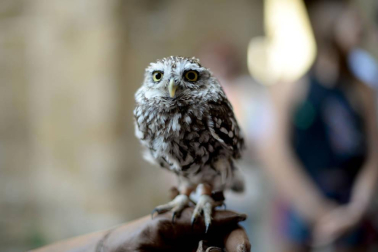 Olite se engalana por su feria medieval