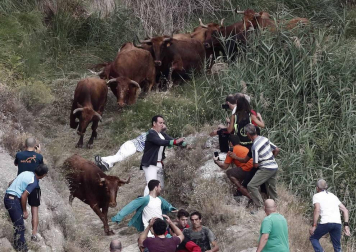 Las vacas de la ganadería Manolo Merino, de Marcilla, han protagonizado un encierro muy rápido y limpio.
