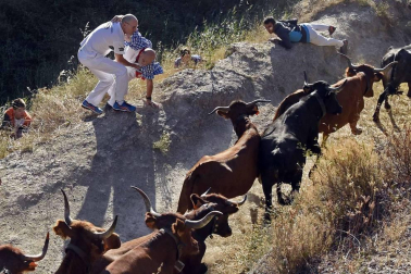 Las vacas de la ganadería Lastur, de Itziar (Guipúzcoa), han protagonizado un cuarto Pilón muy limpio y rápido.