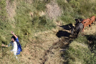 Las vacas de la ganadería Lastur, de Itziar (Guipúzcoa), han protagonizado un cuarto Pilón muy limpio y rápido.