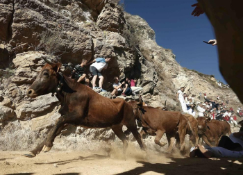 Las vacas de la ganadería Lastur, de Itziar (Guipúzcoa), han protagonizado un cuarto Pilón muy limpio y rápido.