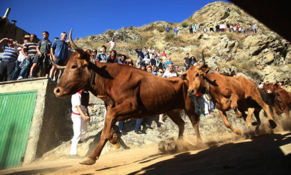 Las vacas de la ganadería Lastur, de Itziar (Guipúzcoa), han protagonizado un cuarto Pilón muy limpio y rápido.