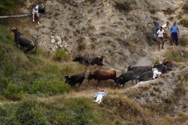Quinto encierro del Pilón de fiestas de Falces 2018, 16 de agosto con la ganadería Adrián Domínguez, de Funes