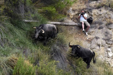 Quinto encierro del Pilón de fiestas de Falces 2018, 16 de agosto con la ganadería Adrián Domínguez, de Funes