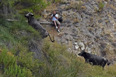 Quinto encierro del Pilón de fiestas de Falces 2018, 16 de agosto con la ganadería Adrián Domínguez, de Funes