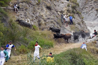 Quinto encierro del Pilón de fiestas de Falces 2018, 16 de agosto con la ganadería Adrián Domínguez, de Funes