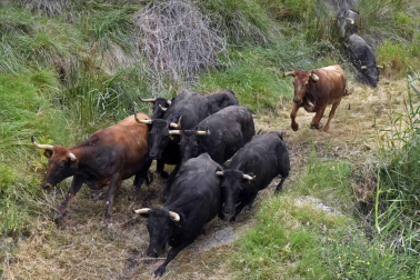 Quinto encierro del Pilón de fiestas de Falces 2018, 16 de agosto con la ganadería Adrián Domínguez, de Funes