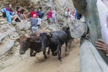 Quinto encierro del Pilón de fiestas de Falces 2018, 16 de agosto con la ganadería Adrián Domínguez, de Funes
