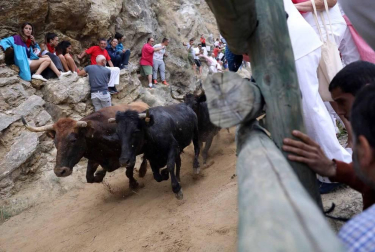 Quinto encierro del Pilón de fiestas de Falces 2018, 16 de agosto con la ganadería Adrián Domínguez, de Funes