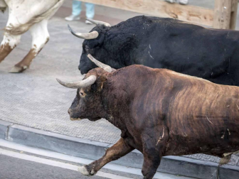 Los toros de Ángel Macua se estrenan en el tercer encierro de fiestas de Tafalla 2018, 17 de agosto