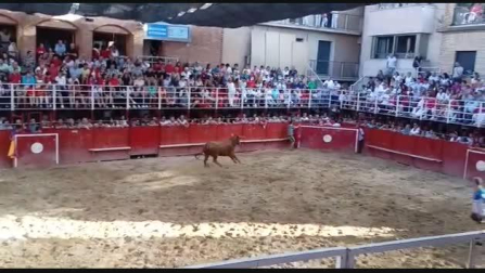 Susto en la suelta de vaquillas de Murchante
