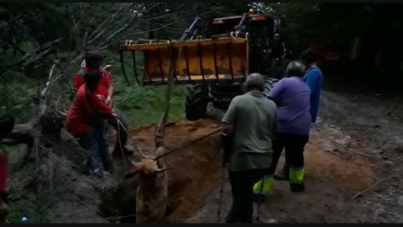 Policía Foral consigue desenterradar a una vaca atrapada en Urbasa