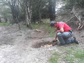 Fotos de la liberación de la vaca semienterrada en Urbasa