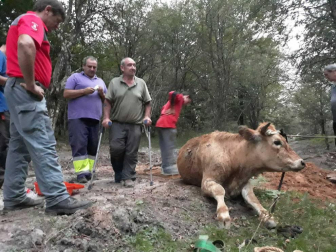 Fotos de la liberación de la vaca semienterrada en Urbasa