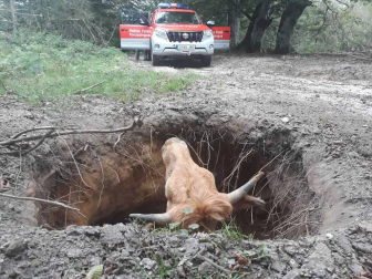 Fotos de la liberación de la vaca semienterrada en Urbasa