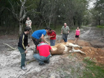 Fotos de la liberación de la vaca semienterrada en Urbasa