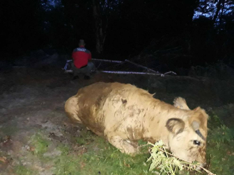 Fotos de la liberación de la vaca semienterrada en Urbasa