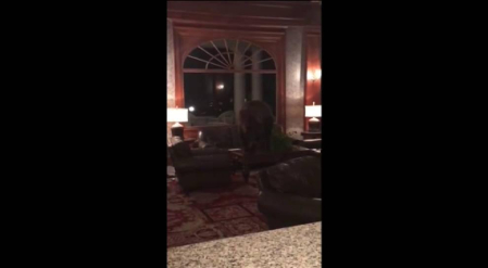 Un oso se pasea por la recepción de un hotel en Colorado